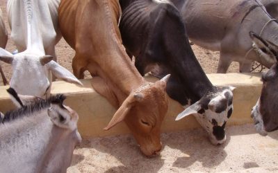 Alarm as drought kills two million livestock